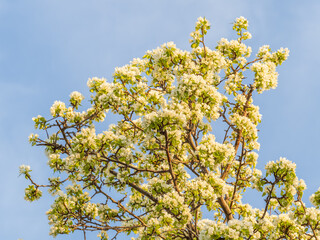 Apple tree branches with white flowers on a background of blue clear sky.