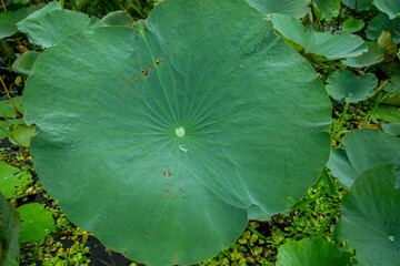 lotus leaf in the garden