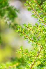 Young branches of larch. Closeup of green larch young needles.