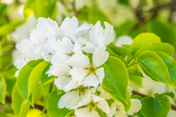 White blossoming apple trees in the sunset light. Spring season, spring colors.