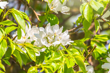 White blossoming apple trees in the sunset light. Spring season, spring colors.