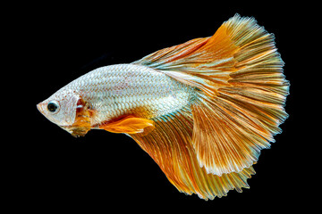 Fototapeta premium Golden, Yellow, Siam Fighting Fish,betta fish, clourful, isolated, Black Background