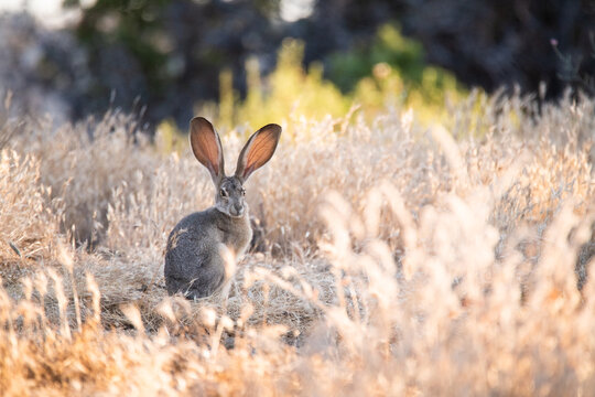 jackrabbit in the grass