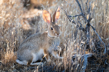 cottontail rabbit in the grass