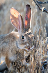 cottontail rabbit in the grass