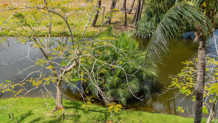 A stream in a tropical park. Water palms near the shore. Palm trees, deciduous on a green lawn. View from above. Malaysia. Borneo. Kota Kinabalu