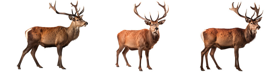 Fototapeta premium Group of three red deer standing in a full-body shot, isolated on transparent background