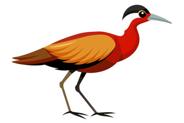 Jacana Bird vector art  illustration
