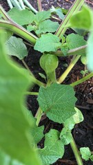 Ground Cherries growing in a Garden