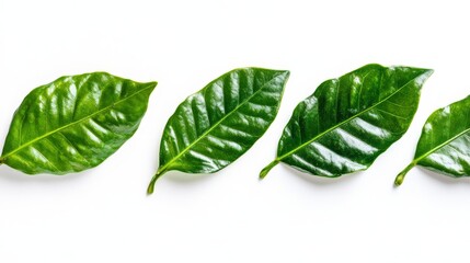 35. Isolated coffee leaves on a white background, featuring a close-up view of their textures and edges, highlighting the vibrant green tones and natural leaf structure