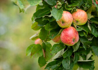 Apple background. Fresh apples from the orchard. Apple harvest ready to be picked from the orchard....
