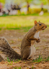 squirrel in the park