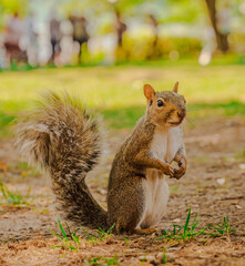 squirrel in the park