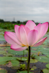 pink lotus flower