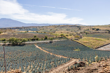 agave fields in Mexico
