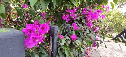 Beautiful purple flowers adorning the railings,Hermosas flores de color moradas  que adornan los barandales 