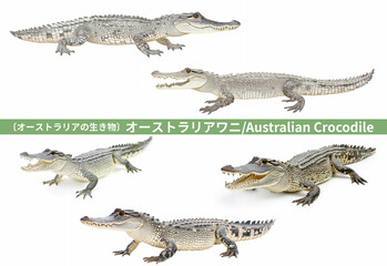 Naklejka premium オーストラリアワニ／Australian Crocodile オーストラリアの生き物、背景白の切り抜きセット Generative AI