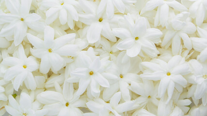 Group of blooming Jasmine flower texture background.