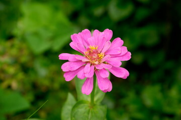 Pink Zinnia flower for wallpaper
