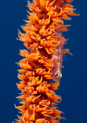A Goby on a Whip coral Boracay Island Philippines
