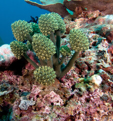 Obraz premium Oxycorynia fascicularis also known as Stalked green Ascidian Boracay Island Philippines