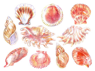 Shells and sea creatures set underwater world in watercolor hand drawn. Calico Scallop, Argopecten Gibbus, Pectinidae Scallop, Scorpion Spider Conch, Lambis Scorpius, Murex Endivia, Chicoreus