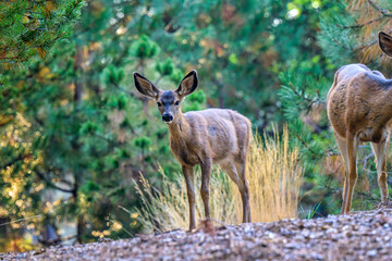 2024-09-10 A BABY WHITE TAIL DEER STANDING ON A SMALL KNOLL STARING STRAIGHT OUT WITH BRIGHT EYES IN SUNROVER OREGON