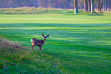 2024-09-10 A YOUNG WHITE TAIL DEER ON THE FAIRWAY OF A GOLF COURSE AT SUNRIVER OREGON