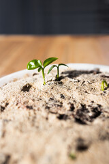 close-up of lemon tree seedlings in small tray, shot at shallow depth of field