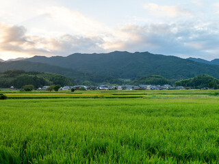 Obraz premium 奈良県の明日香村に広がる田園風景