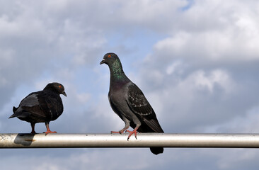two grey rock dove perching on silver steel bar with blurred sky and fluffy cloud