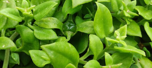 Beautiful small green leaves of a plant, Bellas hojas peque&ntilde;as&nbsp; de color verde&nbsp; de una planta