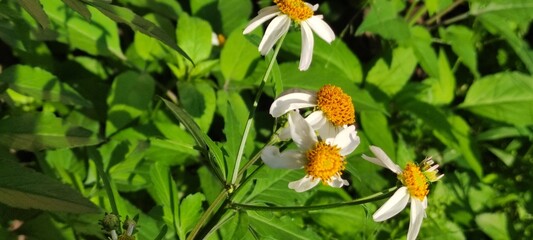 Beautiful daisy flowers on a street patio,Hermosas flores  de margarita sobre  el patio de una...