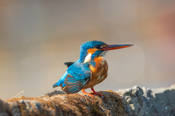 Common Kingfisher in close. The common kingfisher (Alcedo atthis) is a small and colorful bird known as the Eurasian or river kingfisher.