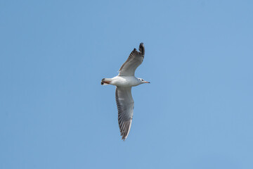 Black-headed Gull in flight in the sky. The Black-headed gull (Chroicocephalus ridibundus) is a small and one of the most abundant gulls in much of Europe and Asia