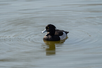 Tufted Duck male on the Lake, Duck picture at ground level, waterfowl close-up shot