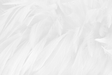 Obraz premium White grey color bird feather pattern texture for background and design.