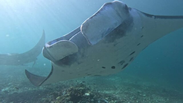 Manta Ray Gliding on a Shallow Reef under the sunlight in Komodo National Park, Indonesia