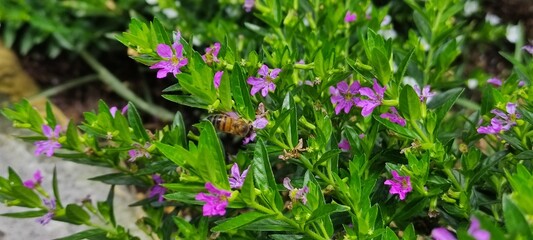 May 20 Happy World Bee Day,20 de mayo feliz Día Mundial de las Abejas