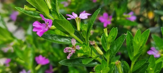 purple crocus flower,flor de azafrán púrpura
