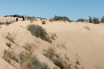 Photograph with copy space of a desert scene of the sand dunes of Samalayuca Mexico without people, arid and sterile natural beauty.