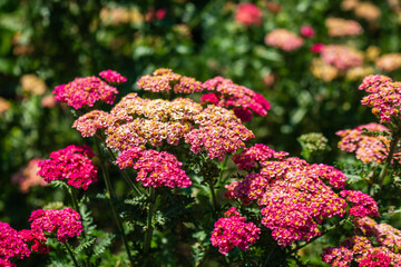 Yarrow (Achillea Millefolium Summer Berries Mix)