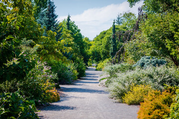 footpath in the park, flowering path, ecological system 