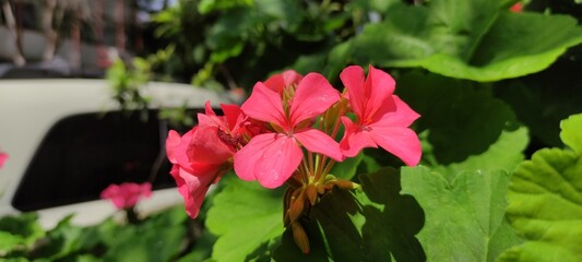 Beautiful dazzling red flowers,Bellas  flores de color rojo deslumbrante 
