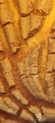 Closeup of a chocolate shell,Acercamiento de una concha de chocolate 