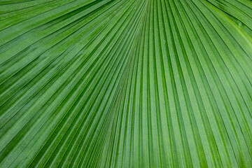 Obraz premium Green leaves, structure of a green leaf of a tropical palm tree and copy space. Green abstract palm leaf texture as a natural green background outdoor in the jungle forest with space for text. 