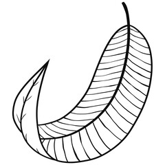 Hand drawn  leaf outline illustration