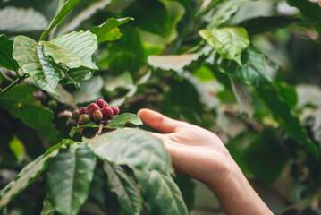 Red seed coffee bean  green leaf  robusta arabica berries ripe harvest for coffee farm garden. Fresh coffee bean berry plant tree. Close up fresh red bean seed coffee tree growth in green organic farm