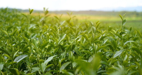 Green tea tree fresh leaves in eco herbal farm. Tree tea plantations in morning sun light....