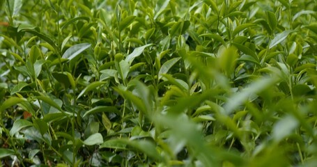 Green tea tree leaves field young tender bud herbal Green tea tree in camellia sinensis organic farm. Close up Fresh Tree tea plantations mountain green nature in herbal farm plant background morning